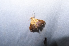 Agrotera posticalis