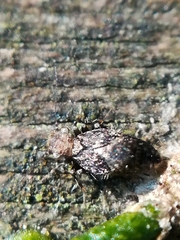 Pteroxanium