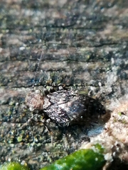Pteroxanium