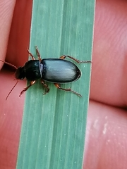 Harpalus rubripes