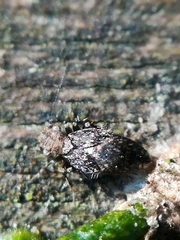 Pteroxanium