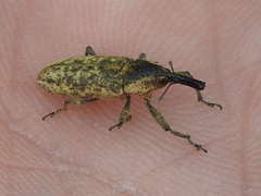 Lixus scrobicollis