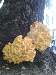 Laetiporus sulphureus