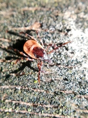 Ixodes frontalis