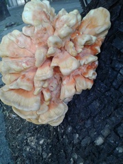 Laetiporus sulphureus