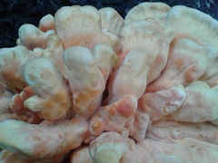 Laetiporus sulphureus