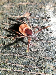 Ixodes frontalis