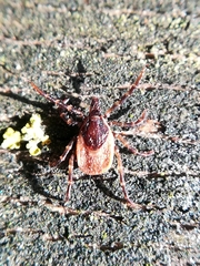 Ixodes frontalis