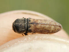 Acmaeoderella adspersula