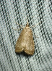 Udea inquinatalis