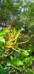 Bauhinia deserti