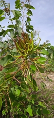 Bauhinia deserti