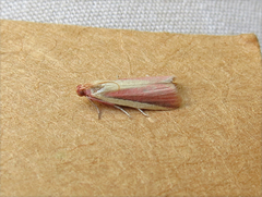 Peoria approximella