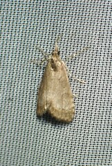 Udea inquinatalis