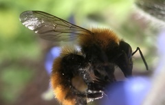 Bombus