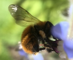 Bombus