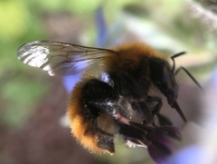 Bombus