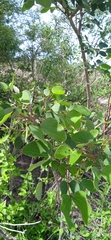 Bauhinia deserti