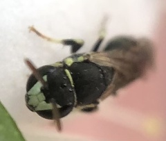 Hylaeus