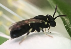 Hylaeus