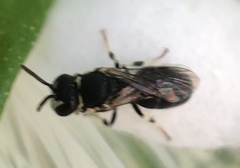 Hylaeus