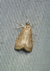 Udea inquinatalis