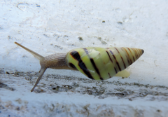 Drymaeus rufolineatus