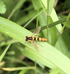 Sphaerophoria scripta