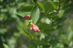 Tetraneura