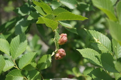 Tetraneura