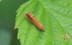 Lathronympha strigana