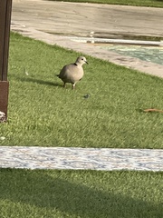 Streptopelia decaocto