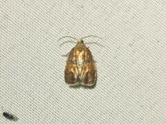 Acleris curvalana