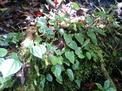 Peperomia serpens