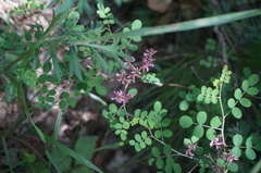 Indigofera bungeana