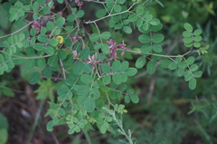 Indigofera bungeana