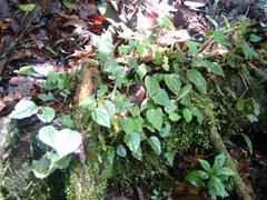 Peperomia serpens