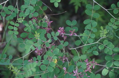 Indigofera bungeana