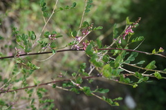 Indigofera bungeana