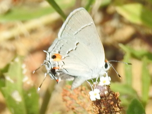 Photo of Gray Hairstreak (Strymon melinus)