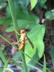 Polistes japonicus