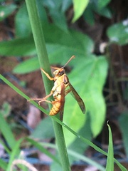 Polistes japonicus