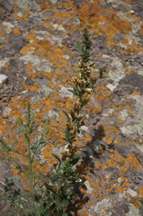 Lespedeza inschanica