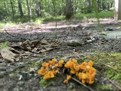 Craterellus aureus