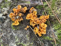Craterellus aureus