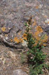 Lespedeza inschanica