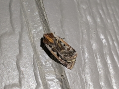 Parabagrotis