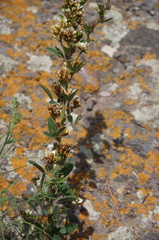 Lespedeza inschanica