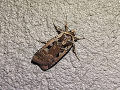 Parabagrotis