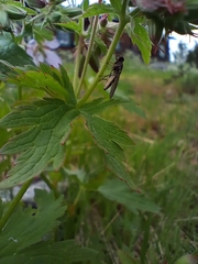 Platycheirus peltatus